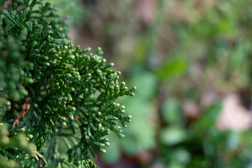 Photo of the leaves of Chamaecyparis obtusa tree.