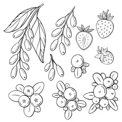 Set of hand-drawn berries illustration. Strawberry, cranberry, blueberry illustration . - 330316241