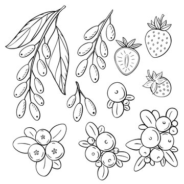 Set of hand-drawn berries illustration. Strawberry, cranberry, blueberry illustration .