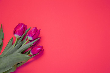 Three pink tulips on a red paper background. Spring background. Postcard with place for text. Layout floral concept.