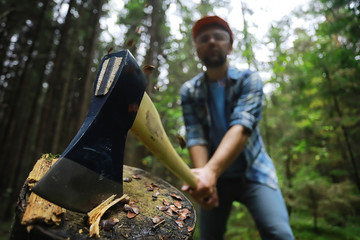 Male worker with an ax chopping a tree in the forest.