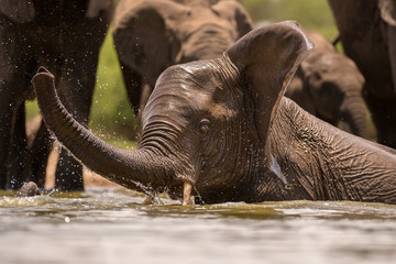Fototapeta premium A close up action portrait of a swimming elephant, splashing, playing and drinking in a waterhole at the Madikwe Game Reserve, South Africa.