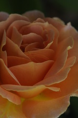 Peach rose