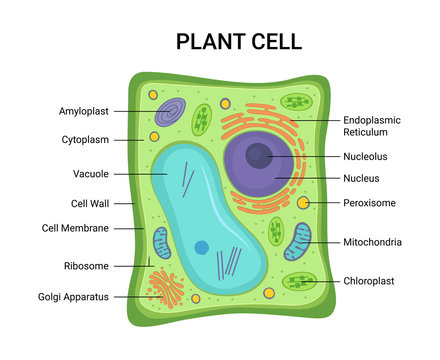 Vector illustration of the Plant cell anatomy structure. Educational infographic 