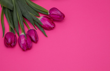 Bouquet of pink tulips on a pink paper background. Spring card mockup with place for text. Five flowers tulip close-up. 