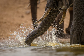 A dramatic action close up of an elephant splashing water with its trunk at sunrise, while drinking...