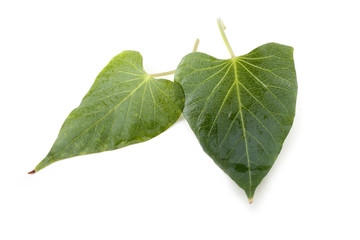 Sweet potato leaves