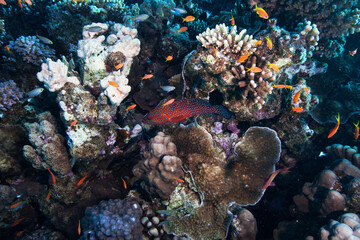 Fototapeta na wymiar Blue spotted fish. Red sea coral reef diving background. Underwater world scuba dive experience.