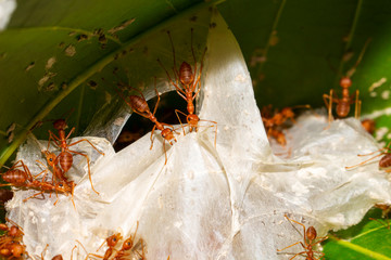 Red ants are helping to pull the leaves together to build a nest