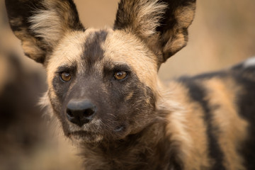 A beautiful detailed close up portrait headshot of an African Wild Dog intently looking towards the camera at sunset, taken at the Madikwe game Reserve in South Africa.