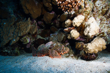 Red sea diving background. Tassled scorpionfish at the bottom of the sea. Scorpaenopsis oxycephala looks like coral reef and it is hard to notice.  Underwater world scuba dive experience.