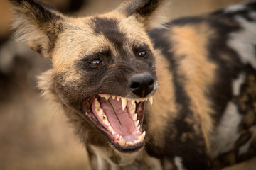 A beautiful detailed close up portrait headshot of an African Wild Dog with its mouth open, snarling and with its teeth bared, taken at sunset in the Madikwe Game Reserve in South Africa.