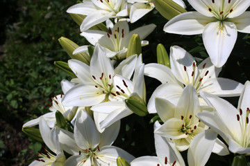 Growing white lilies