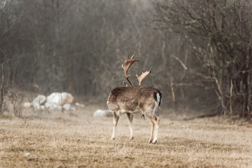 Naklejka na ściany i meble fallow deer resting in a meadow