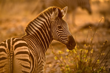 A beautiful portrait of a zebra at sunrise, looking towards the camera, with golden light, taken in the Madikwe Game Reserve, South Africa.