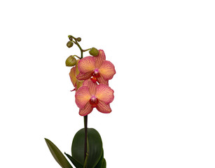 Orange Farbene Orchidee