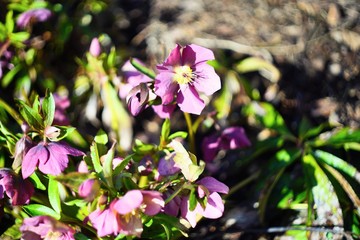 Flowers in Botanical garden of Prague