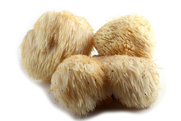 Hericium erinaceus mushroom (monkey head mushroom, bearded tooth fungus, bearded hedgehog mushroom, pom pom, lion's mane mushroom) © Alex Coan