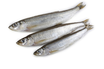 Smelt fish isolated on white. Pacific smelt variety