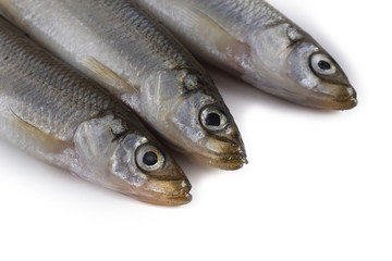 Smelt fish isolated on white. Pacific smelt variety