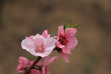 Pink peach blossom