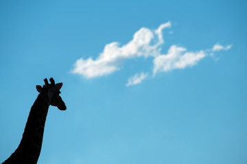 A beautiful abstract photograph of a giraffe head and neck silhouetted against a deep blue sky with white puffy clouds, taken in the Madikwe Game Reserve, South Africa.