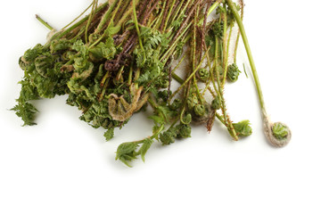 Fern sprouts. Far eastern cuisine use this plant