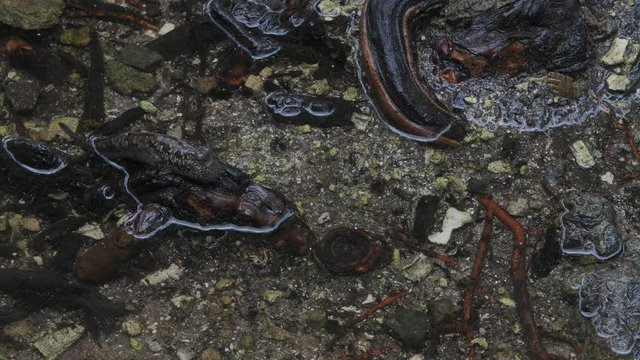 Mudskipper in mangrove forest. Mahe Island Seychelles.