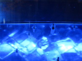網走流氷観光砕氷船おーろらの船内に展示されているクリオネ