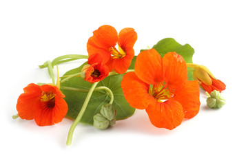 Nasturtiums isolated on white