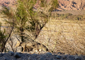 Camouflaged desert fox