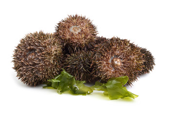 Gray sea urchins on alga