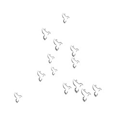 pigeon logo