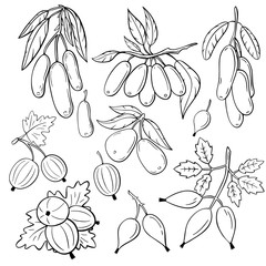 Set of hand-drawn berries illustration. Gooseberry, rosehip, honeysuckle illustration .
