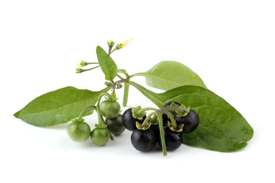 European Black Nightshade