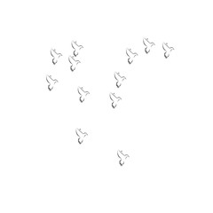 pigeon logo