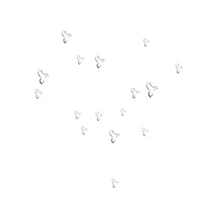 pigeon logo