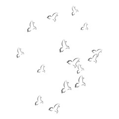 Obraz premium pigeon logo