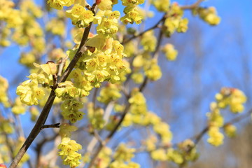 霧島水木（キリシマミズキ）の花