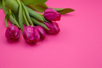 Bouquet of pink tulips on a pink paper background. Spring card mockup with place for text. Five flowers tulip close-up.  Tulip - a symbol of spring and Easter.