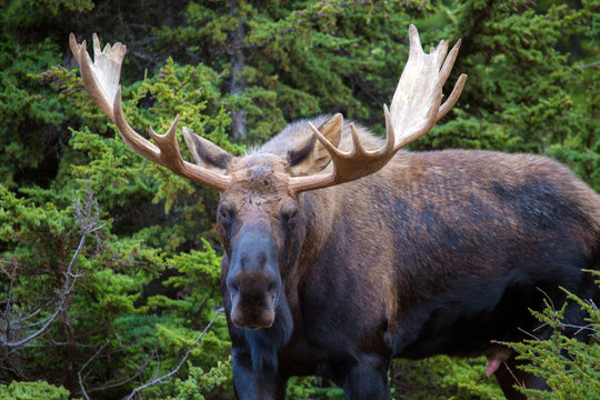 Majestic Moose