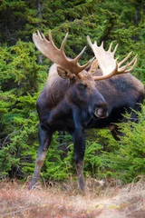 Majestic Moose