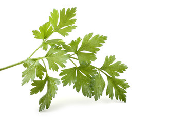 Parsley isolated on white
