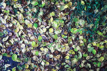 Bright spring greens at dawn in the forest. Nature comes to life in early spring.