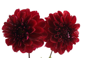 Growing dahlia flowers