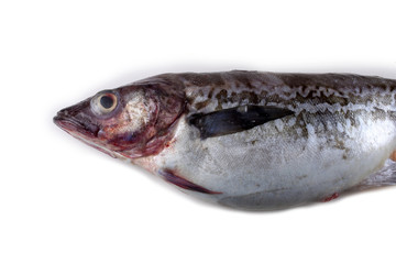 Alaska pollock on white background