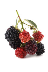 Blackberry cluster isolated on white