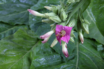 Tobacco leaves and flowers background