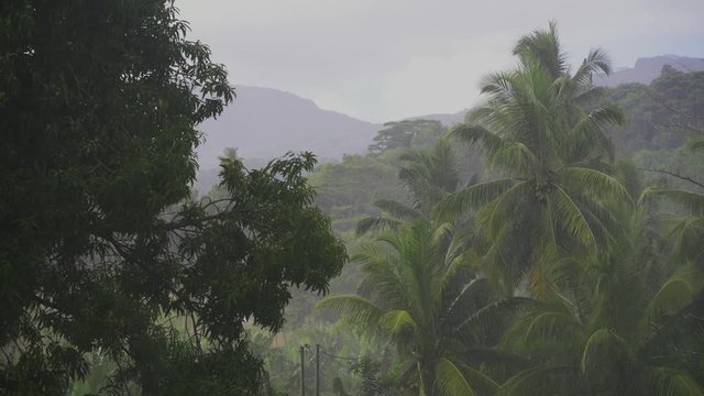 Tropical rain over mango tree and green hills.