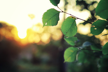 Bright spring greens at dawn in the forest. Nature comes to life in early spring.